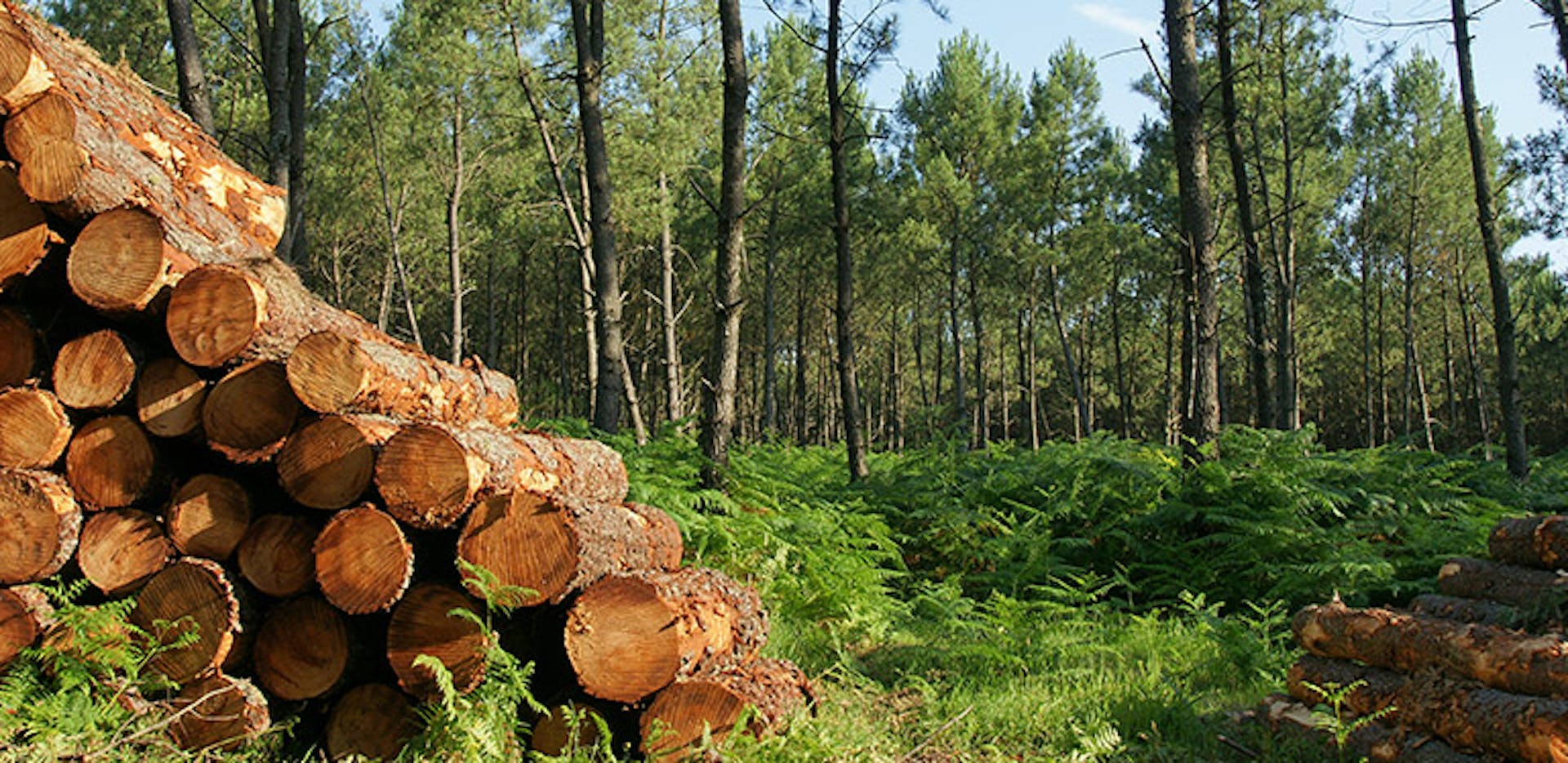 Faites-vous livrer des bûches de bois directement chez vous