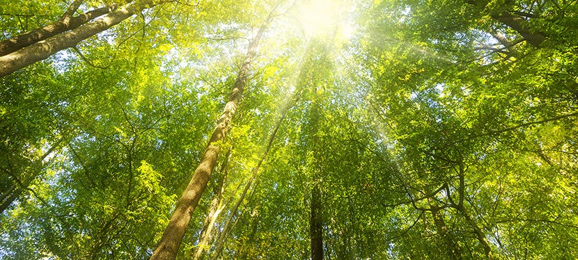 Une belle forêt verte avec du soleil