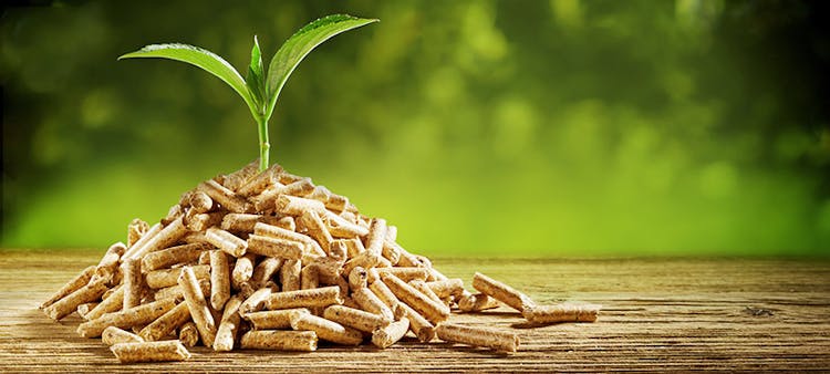Des copeaux de bois et une jeune pousse