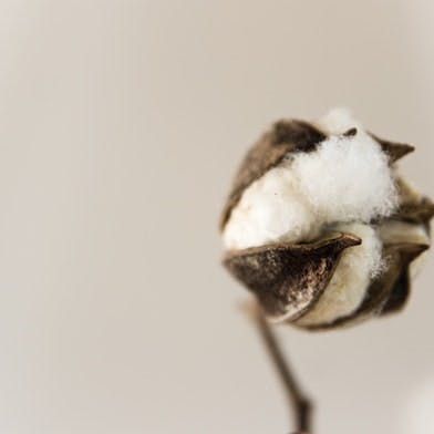 Fleur de coton bio
