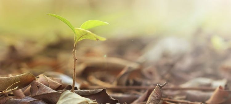 Une jeune pousse verte au milieu de feuilles d'arbre