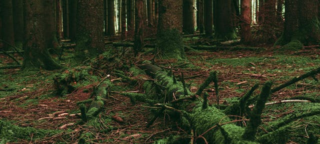 Il n'est pas possible de ramasser du bois en forêt