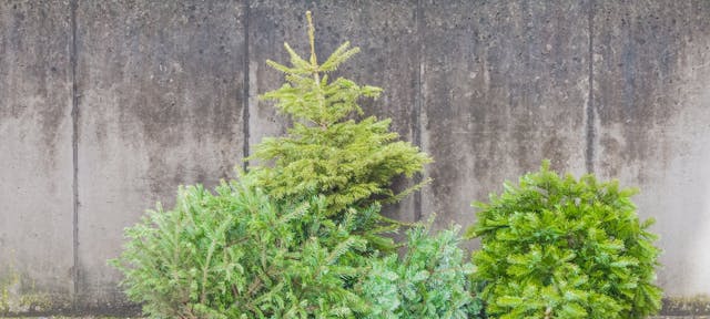 Des sapins de Noël à recycler 