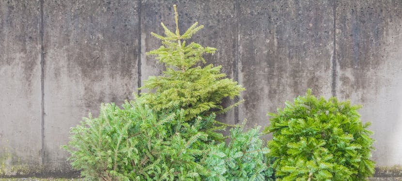 Sapin : comment le recycler après Noël ?