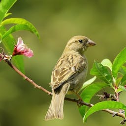 Moineau sur une branche fleurie