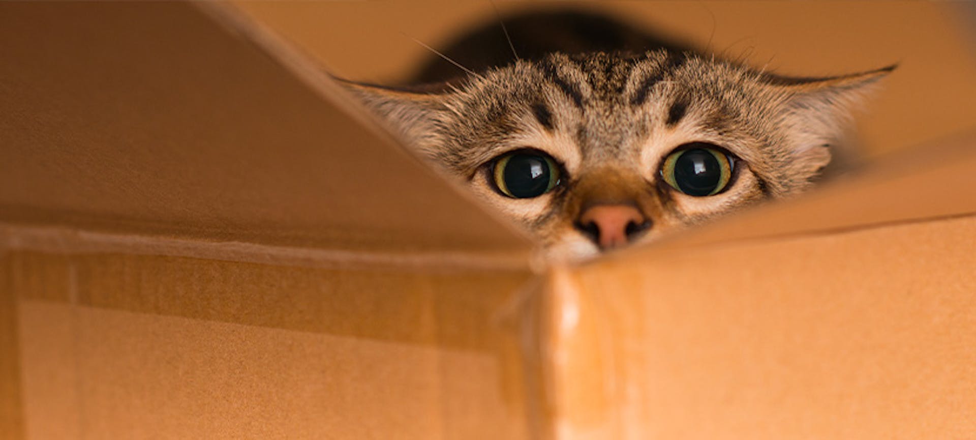 Un chat dans un carton avant un déménagement