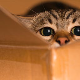 Un chat dans un carton avant un déménagement