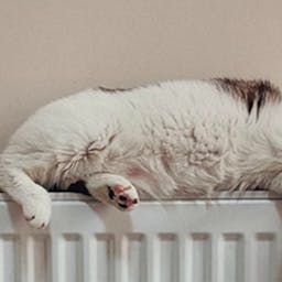 Chat sur un radiateur électrique