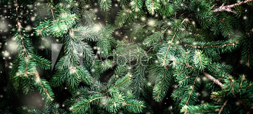 Qu’est-ce qu’un sapin de Noël vert et écolo ?