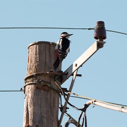 Un poteau électrique avec des oiseaux qui représente un pic de consommation électrique