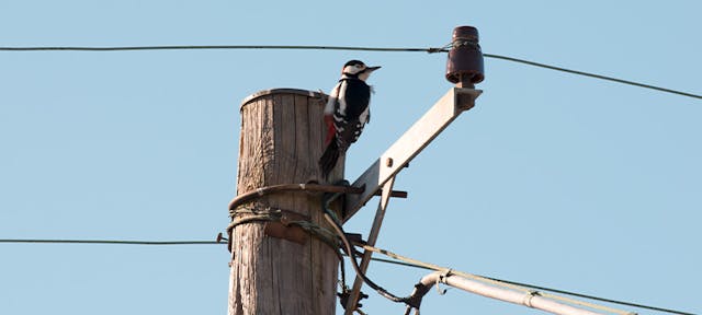 Un poteau électrique avec des oiseaux qui représente un pic de consommation électrique