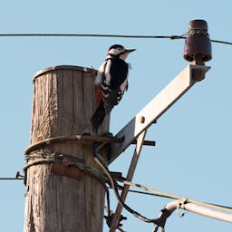 Un poteau électrique avec des oiseaux qui représente un pic de consommation électrique