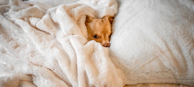 Un chien dans une couverture pour se réchauffer