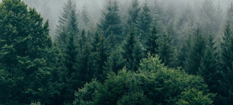 Une forêt de sapins verts
