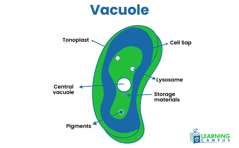 Plant cell Vacuole