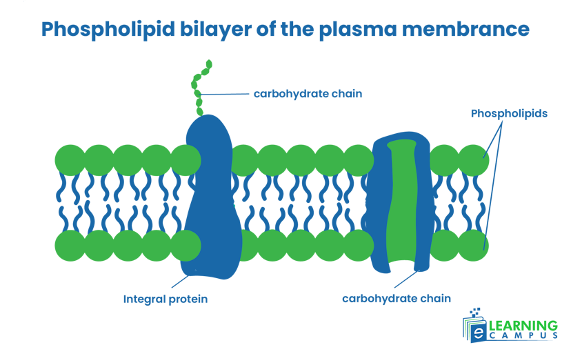 Plant cell membrane labeled diagram