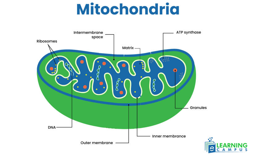 mitochondria in plant cells