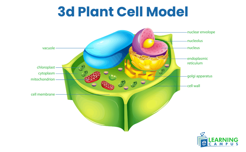 3d Plant Cell Model
