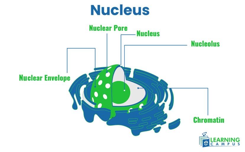 labeled nucleolus of plant cell