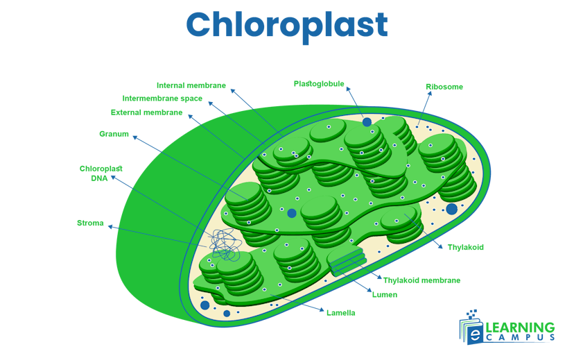 Chloroplast diagram