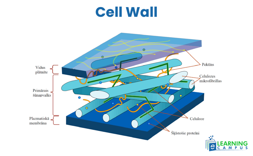 Plant cell wall labeled diagram