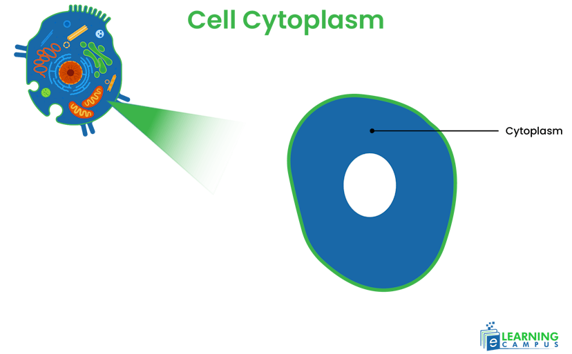 Cytoplasm of an animal cell