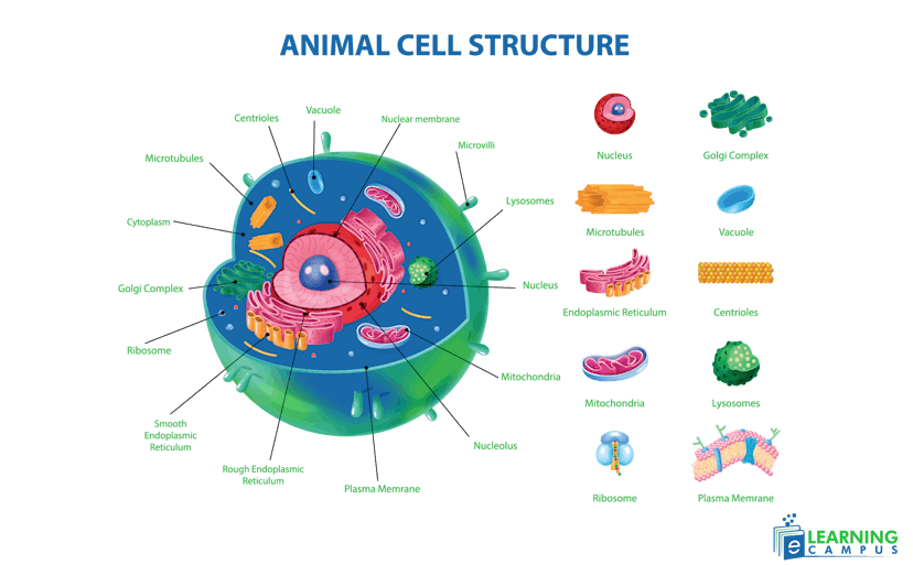 animal cell labeled diagram