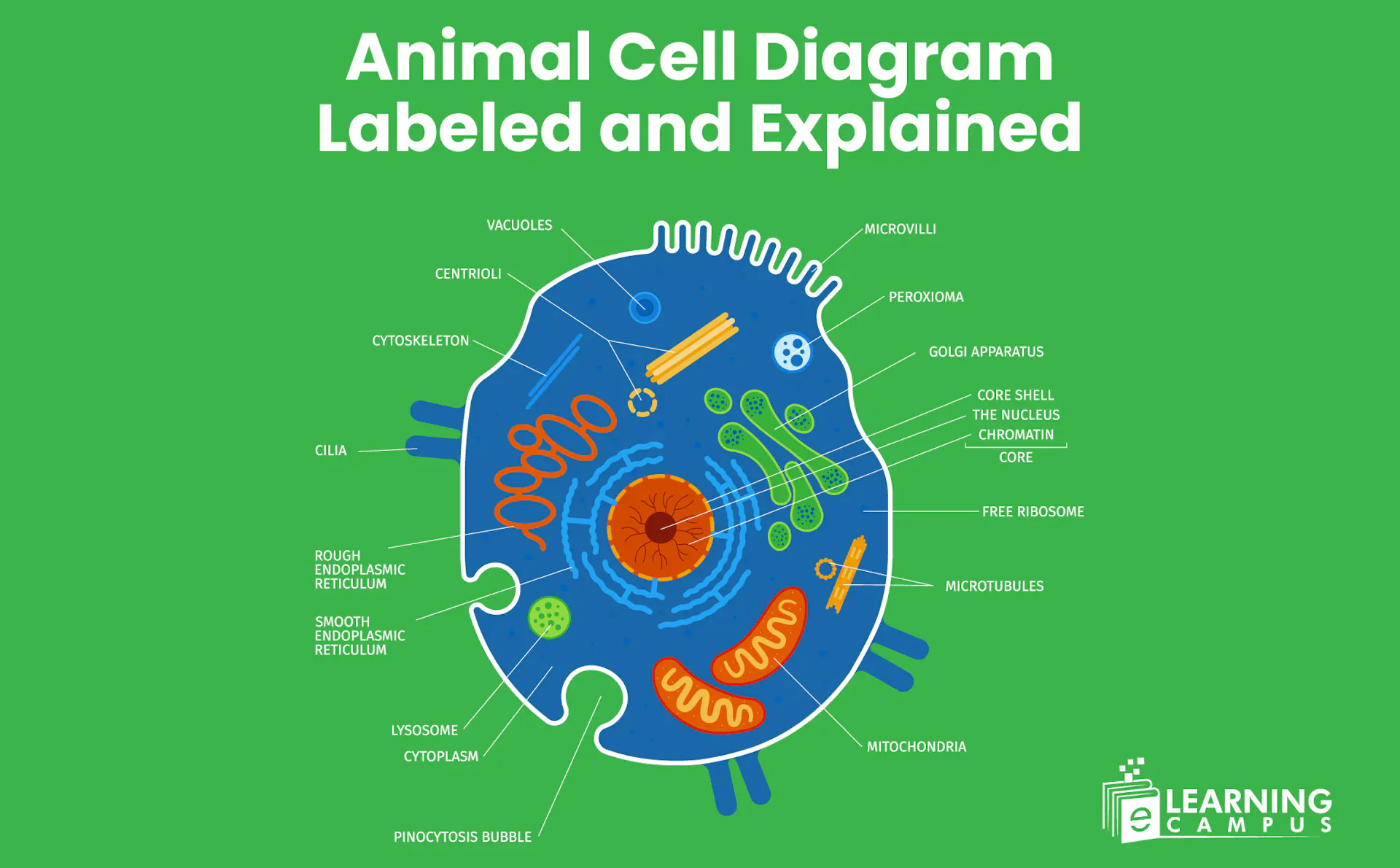 educational illustration of an animal cell with explained components