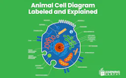 animal cell diagram labeled and explained