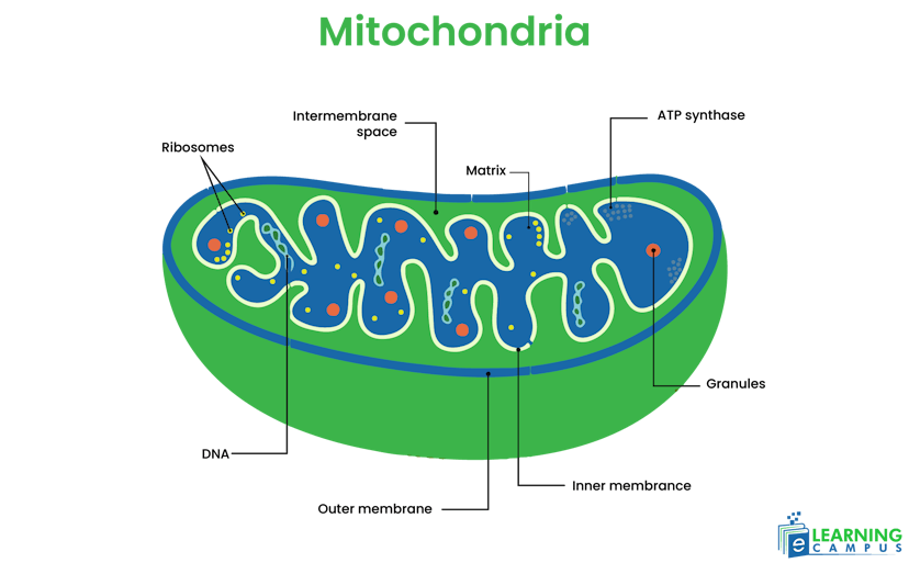 labeled diagram of mitochondria