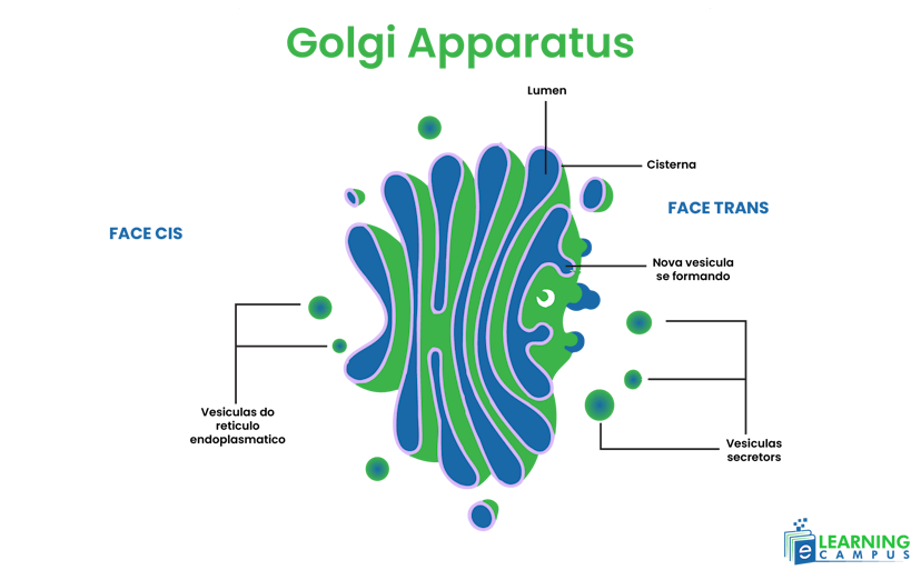 labeled picture of Golgi apparatus 
