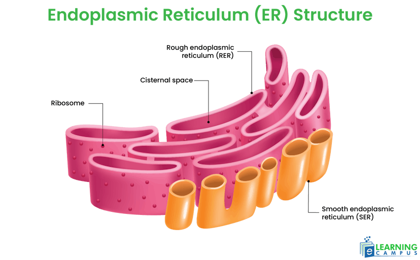 endoplasmic reticulum of an animal cell