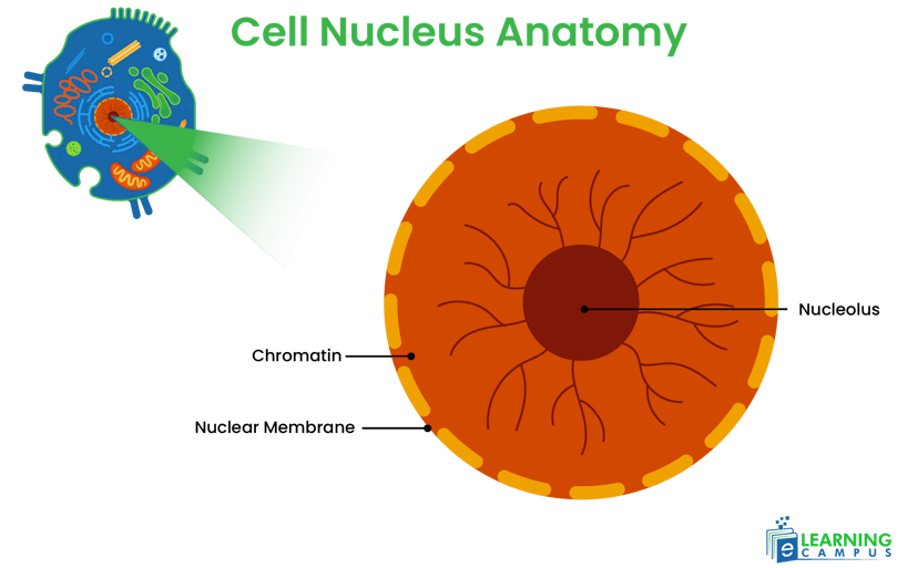 Animal cell nucleus diagram labeled 