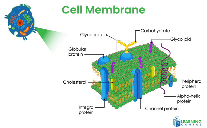 Labeled diagram of cell membrane