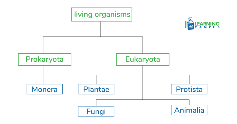 5 kingdoms system