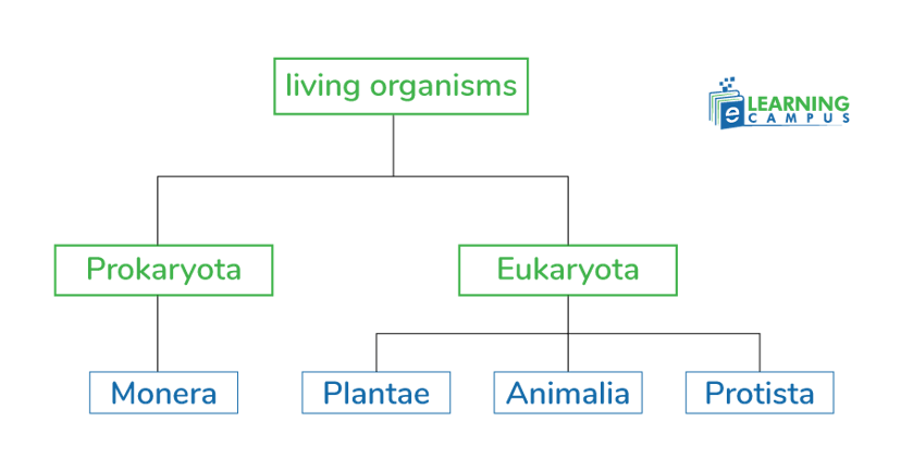 four kingdom system