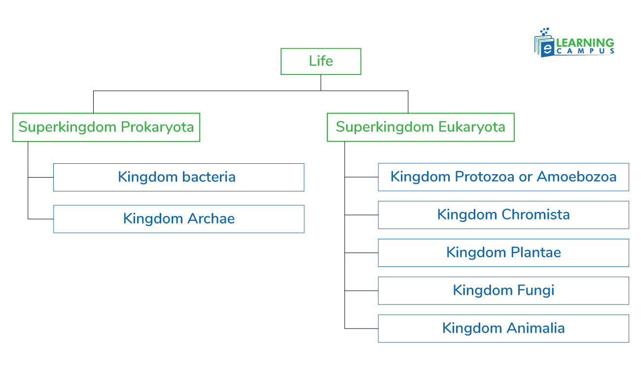 learn what is five kingdoms system, its characteristics, and history.