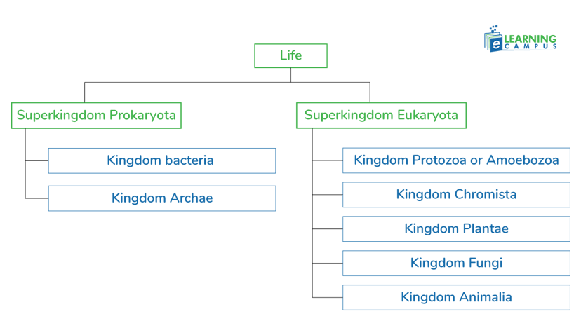 7 kingdoms of life