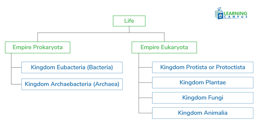 Six Kingdom Classification