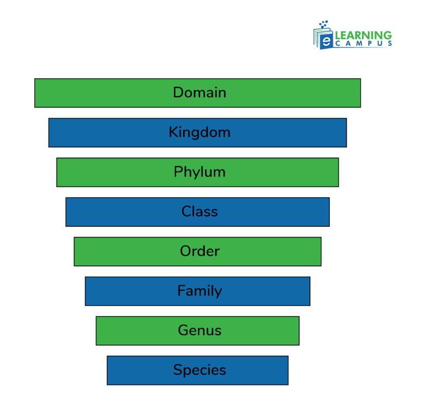 Hierarchy of classification chart
