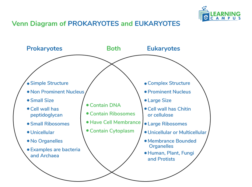 eukaryotic and prokaryotic cells Venn diagram