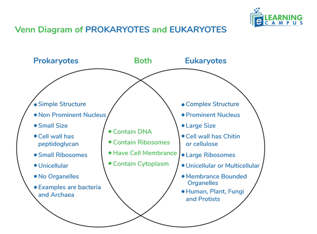 Eukaryotic cells explained with a diagram