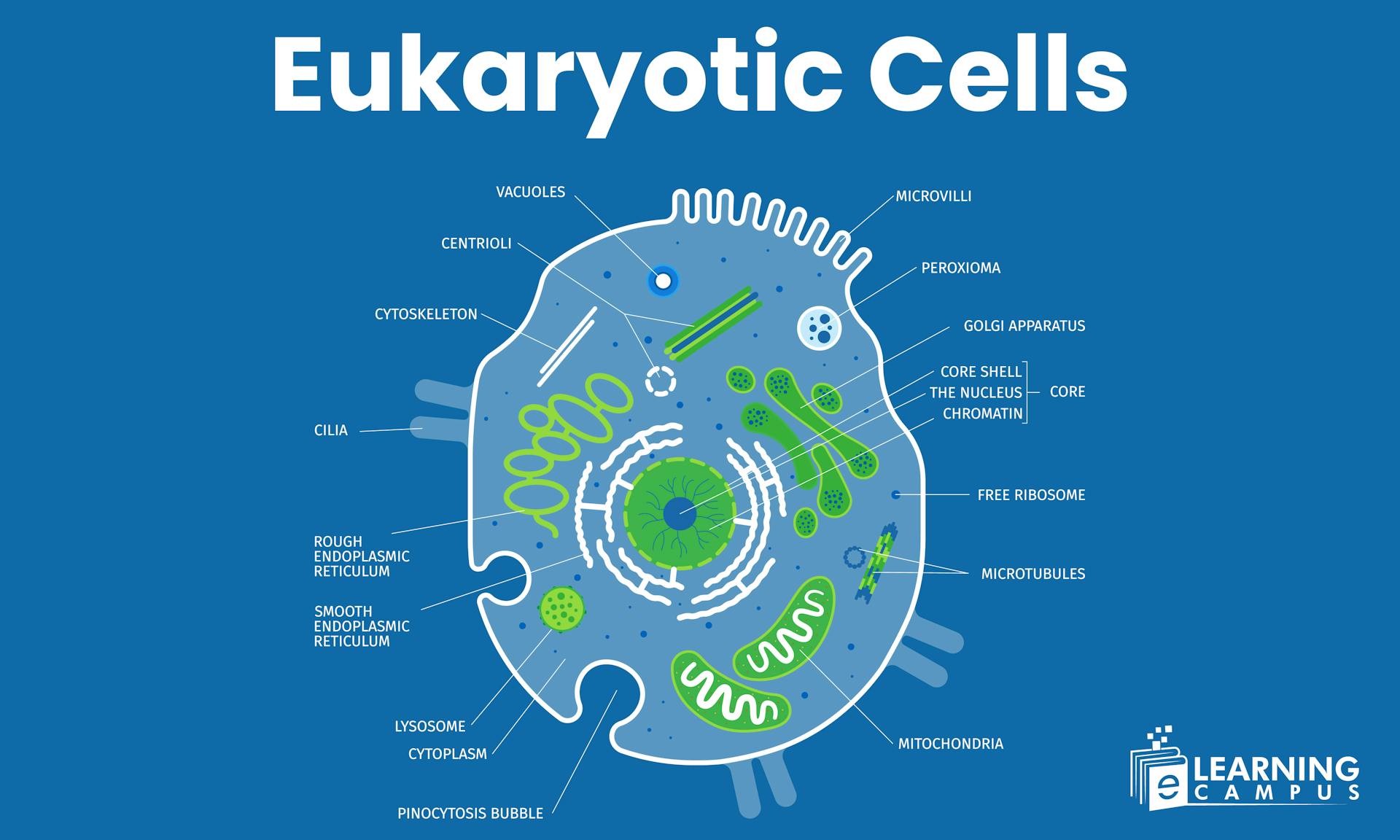 eukaryotic cells