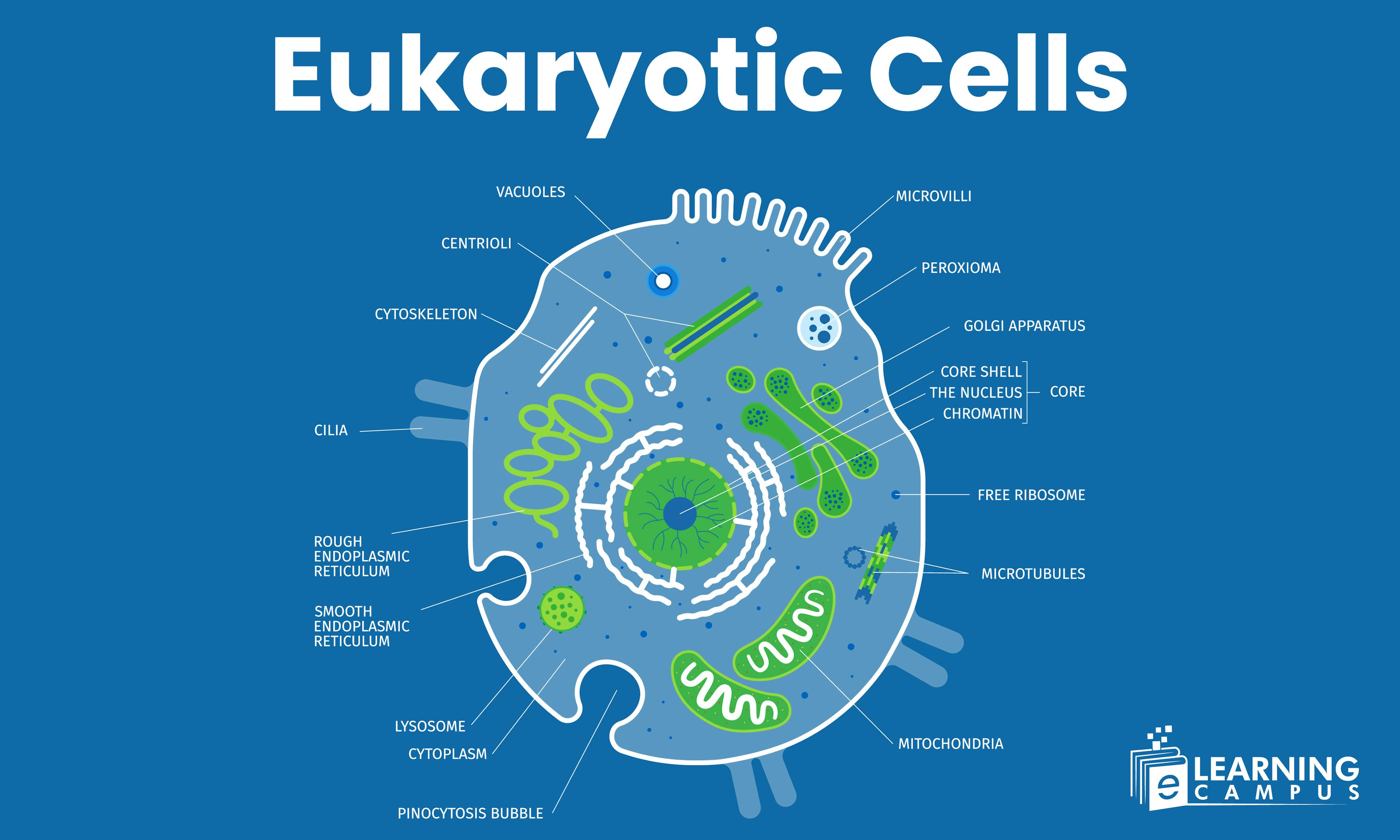Eukaryotic Cells