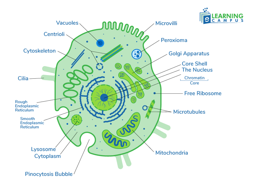 eukaryotic cells labeled diagram