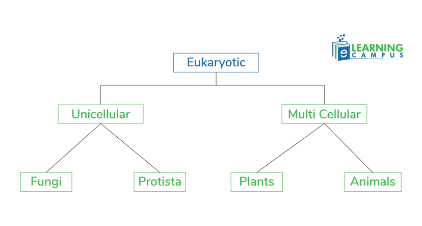 Types of eukaryotic cells