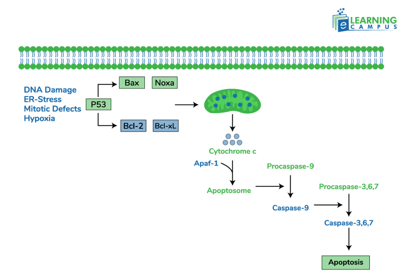 Intrinsic Pathway of Apoptosis