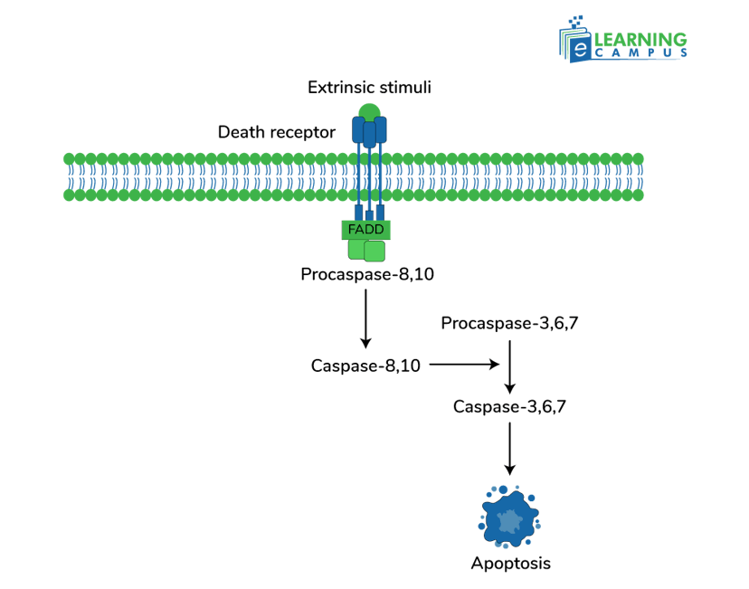 Extrinsic pathway of Apoptosis
