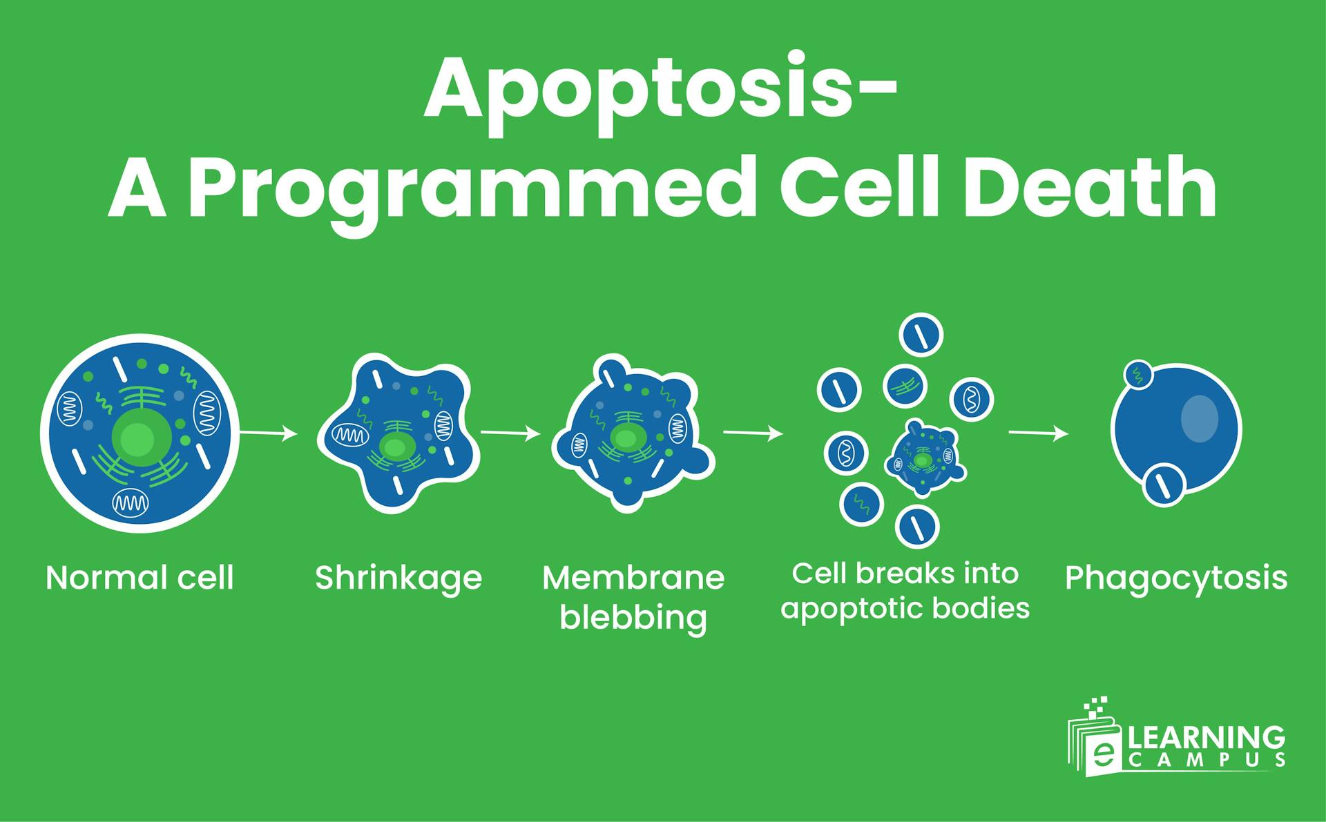 Apoptosis (programmed cell death)