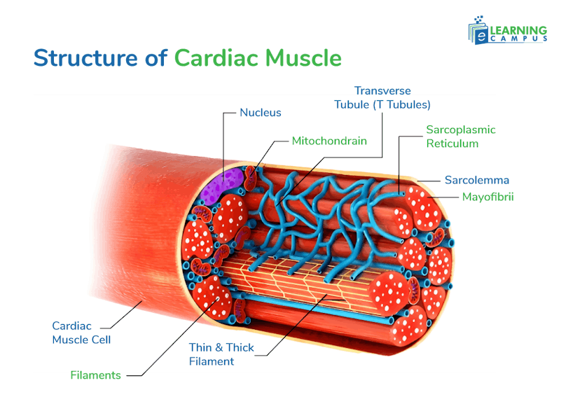 Structure of Cardiac Muscle with branched cell and involuntary control